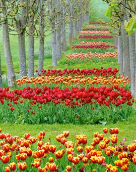 Broderies de tulipes